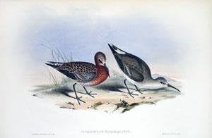 Schoeniclus Subarquatus (Kıvrık Kum Kuşu)