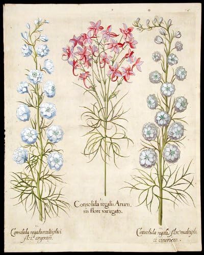 [Yabani alacalı larkspur] Consolida regalis Aruensis flore variegato; [Çift çiçekli beyaz lark-mahmuz] Consolida regalis