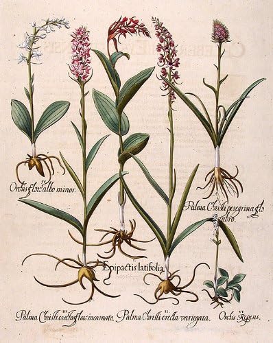 [Yabani orkide] Epipactis latifolia; [Beyaz uzun mahmuzlu yabani orkide] Palma Christi erecta variegata; [Pembe bataklık