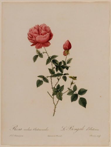 Rosa Indica Automnalis