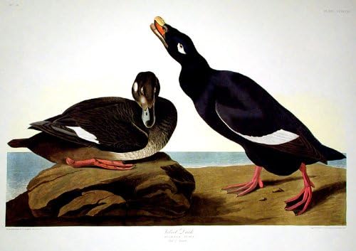 Kadife Ördek. Amerika'nın Kuşları ndan (Amsterdam Baskısı)
